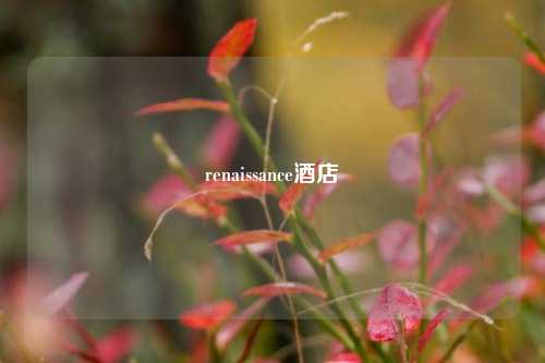 renaissance酒店